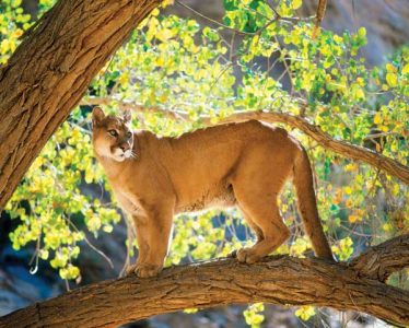 Mountain Lions Are Roaming the Country Image